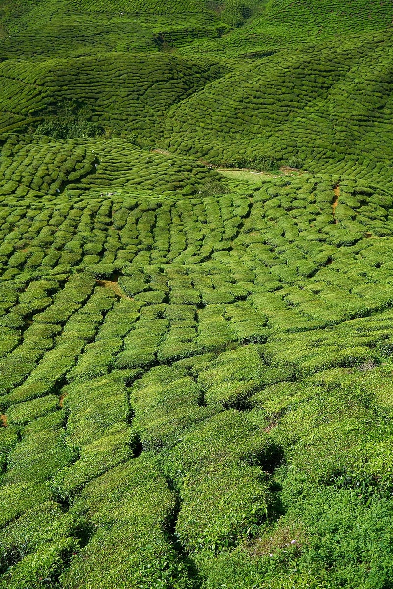 Vertical herb gardens